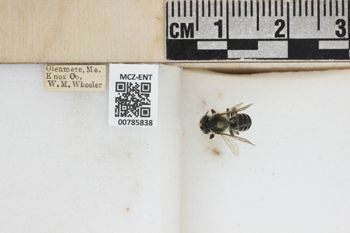 Media type: image;   Entomology 785838 Aspect: labels